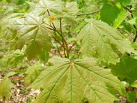 Acer platanoides, Norway Maple