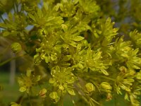 Acer platanoides 14, Noorse esdoorn, Saxifraga-Ed Stikvoort