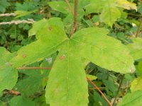 Acer pseudoplatanus 11, Gewone esdoorn, Saxifraga-Rutger Barendse