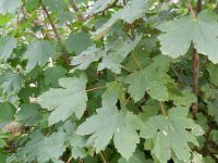 Acer pseudoplatanus 13, Gewone esdoorn, Saxifraga-Rutger Barendse