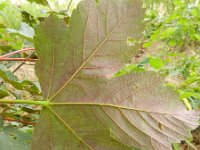 Acer pseudoplatanus 14, Gewone esdoorn, Saxifraga-Rutger Barendse