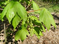 Acer pseudoplatanus 18, Gewone esdoorn, Saxifraga-Rutger Barendse