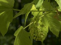 Acer pseudoplatanus 23, Gewone esdoorn, Saxifraga-Willem van Kruijsbergen
