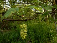 Acer pseudoplatanus 34, Gewone esdoorn, Saxifraga-Ed Stikvoort