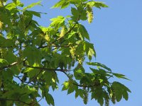 Acer pseudoplatanus 6, Gewone esdoorn, Saxifraga-Jasenka Topic