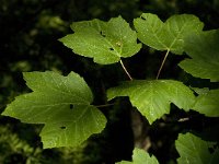 Acer pseudoplatanus 9, Gewone esdoorn, Saxifraga-Jan van der Straaten