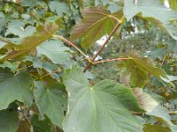 Acer pseudoplatanus f. purpurascens 21, Saxifraga-Rutger Barendse