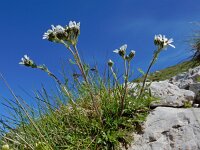 Achillea atrata 2, Saxifraga-Ed Stikvoort