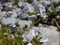 Achillea atrata 3, Saxifraga-Ed Stikvoort