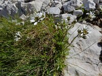 Achillea atrata 4, Saxifraga-Ed Stikvoort