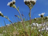 Achillea atrata 5, Saxifraga-Ed Stikvoort