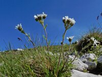 Achillea atrata 6, Saxifraga-Ed Stikvoort