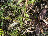 Achillea collina 2, Saxifraga-Rutger Barendse