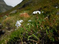 Achillea erba-rotta ssp moschata 12, Saxifraga-Ed Stikvoort