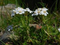 Achillea erba-rotta ssp moschata 13, Saxifraga-Ed Stikvoort
