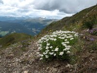 Achillea erba-rotta ssp moschata 14, Saxifraga-Luuk Vermeer