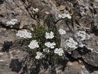Achillea erba-rotta ssp moschata 16, Saxifraga-Harry Jans