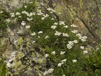 Achillea erba-rotta ssp moschata 6, Saxifraga-Willem van Kruijsbergen