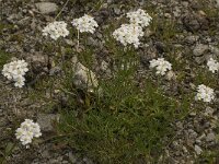 Achillea erba-rotta ssp moschata 7, Saxifraga-Willem van Kruijsbergen