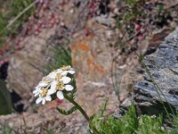 Achillea erba-rotta ssp moschata 8, Saxifraga-Jeroen Willemsen