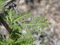 Achillea ligustica 2, Saxifraga-Rutger Barendse