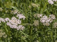 Achillea millefolium 47, Duizendblad, Saxifraga-Jan van der Straaten
