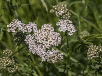 Achillea millefolium 49, Duizendblad, Saxifraga-Jan van der Straaten