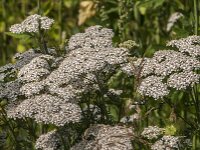Achillea millefolium 53, Duizendblad, Saxifraga-Jan van der Straaten