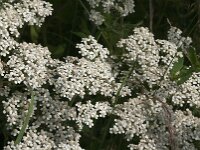 Achillea millefolium 56, Duizendblad, Saxifraga-Jan van der Straaten