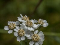 Achillea millefolium 58, Duizendblad, Saxifraga-Jan van der Straaten