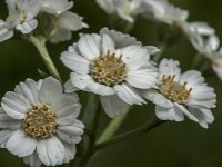 Achillea millefolium 59, Duizendblad, Saxifraga-Jan van der Straaten