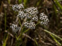 Achillea millefolium 62, Duizendblad, Saxifraga-Jan van der Straaten
