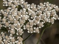 Achillea millefolium 63, Duizendblad, Saxifraga-Jan van der Straaten