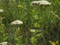 Achillea nobilis 2, Saxifraga-Rutger Barendse