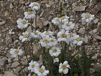 Achillea oxyloba 2, Saxifraga-Harry Jans