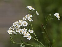 Achillea ptarmica 13, Wilde betram, Saxifraga-Jan Nijendijk