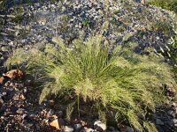 Achnatherum calamagrostis 2, Saxifraga-Jasenka Topic