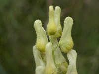 Aconitum lycoctonum ssp neapolitanum 18, Saxifraga-Willem van Kruijsbergen