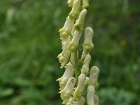Aconitum lycoctonum ssp neapolitanum 22, Saxifraga-Harry Jans