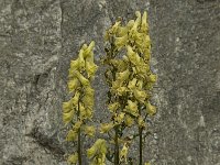 Aconitum lycoctonum ssp vulparia 3, Gele monnikskap, Saxifraga-Jan van der Straaten
