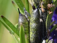 Aconitum napellus 28, Blauwe monnikskap, Saxifraga-Sonja Bouwman  Blauwe monnikskap - Aconitum napellus - Ranunculaceae familie