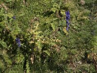 Aconitum napellus 35, Blauwe monnikskap, Saxifraga-Willem van Kruijsbergen