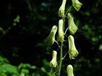Aconitum vulparia 13, Gele monnikskap, Saxifraga-Ed Stikvoort