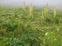 Aconitum vulparia 15, Gele monnikskap, Saxifraga-Ed Stikvoort