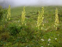 Aconitum vulparia 17, Gele monnikskap, Saxifraga-Ed Stikvoort