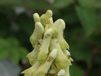 Aconitum vulparia 2, Gele monnikskap, Saxifraga-Jan van der Straaten