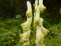 Aconitum vulparia 20, Gele monnikskap, Saxifraga-Ed Stikvoort