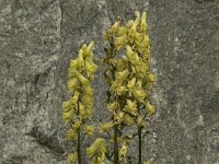 Aconitum vulparia 3, Gele monnikskap, Saxifraga-Jan van der Straaten
