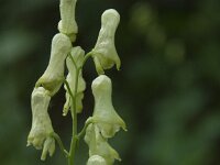 Aconitum vulparia 6, Gele monnikskap, Saxifraga-Willem van Kruijsbergen