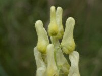 Aconitum vulparia ssp neapolitanum 18, Saxifraga-Willem van Kruijsbergen